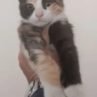 گربه نژاد DSH|گربه|تهران, سبلان (لشگر)|دیوار