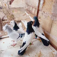 ۵عدعد کبوتر|حیوانات|تاکستان, |دیوار