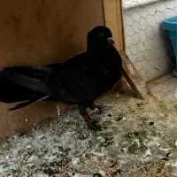 کفتر|پرنده|قم, آزادگان|دیوار