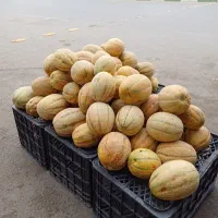 خربزه اناناسی
