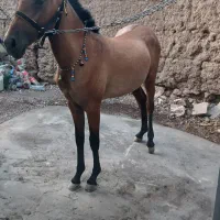 اسب|اسب و تجهیزات اسب‌سواری|بم, |دیوار