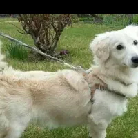 سگ پامر اشپیدز.|سگ|کرمان, |دیوار