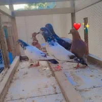 کفتر