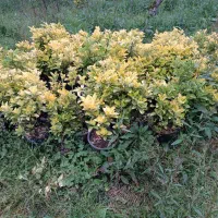 فروش عمده گل های شفلرا و شمشاد