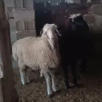 بره چاق قصابی