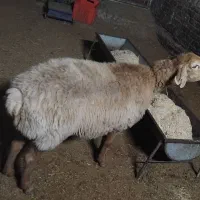 گوسفند جوان چاق و چله