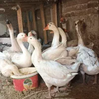 مرغ خروس بوقلمون قوغاز سیار برهما اوشامو