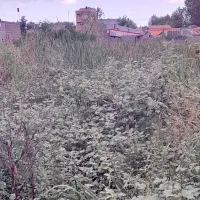 علف زنی و چمن زنی و سمپاشی