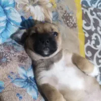 سگ پاکوتاه کچلو ماده قیمت 2