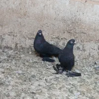 کبوتر نقش