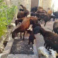 میش بره دار