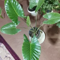 گل بابا آدم|گل و گیاه طبیعی|کنگاور, |دیوار