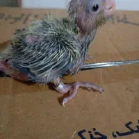 جوجه عروس هلندی سرلاکی
