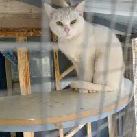 گربه اسکاتیش