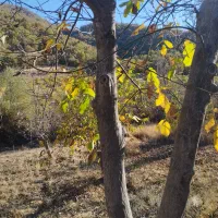 فروش یک قطعه زمین کشاورزی به متراژ 800متر|فروش زمین و ملک کلنگی|مریوان, |دیوار