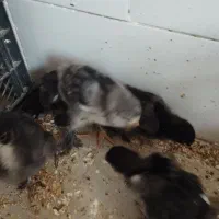 مرغ زینتی.عروش هلندی . کوتوله