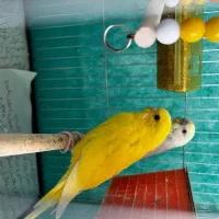 یک جفت مرغ عشق