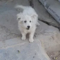 پاپی پشمالو خانگی