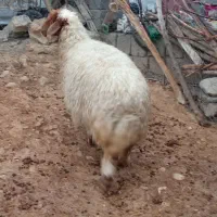 میش وبره|حیوانات مزرعه|سیوان, |دیوار