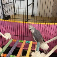 جفت عروس هلندی وایت فیس و قفس و پایه و لوازم|پرنده|مشهد, یوسفیه (شهرک غرب)|دیوار