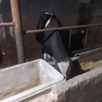 گوساله گاو سیمنتال|حیوانات مزرعه|باسمنج, |دیوار