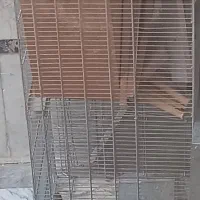 فروش قفس
