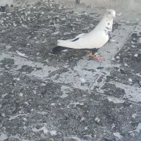 دم سیا ماده عتیقه