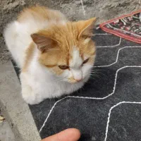 گربه سالم قشنگ