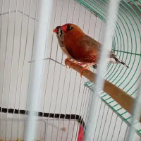 فنچ کینگ انگلیسی