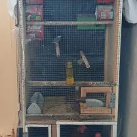 فنچ نرگسی لنگه