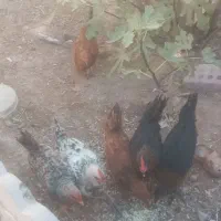 فروش جوجه خروس