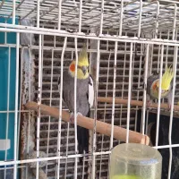 پرنده|پرنده|قم, پردیسان|دیوار