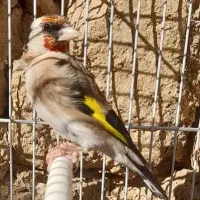 قناری سهره چهار گل جوجه قفسی مست