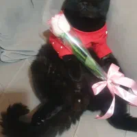 گربه اسکاتیش نرخالص|گربه|گرگان, |دیوار