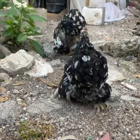 کوشین|حیوانات مزرعه|رشت, کوی حسینی|دیوار