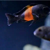 ترفئوس بمبا