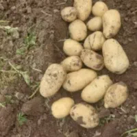 سیب زمینی ساگیتا