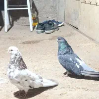 کبوتر تهرانی اصل