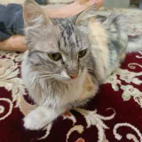 باغ‌فراگرد