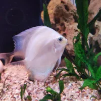 آکواریوم دلسا|ماهی|تهران, هفده شهریور|دیوار