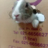 خرگوش|موش و خرگوش|بیرجند, |دیوار