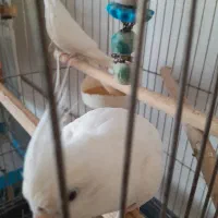 عروس هلندی البینو|پرنده|نوشهر, |دیوار