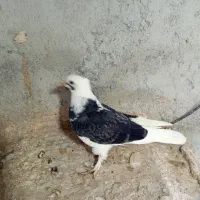 کفتر|پرنده|میناب, |دیوار