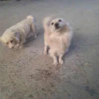 سگ پامر اشپیتز|سگ|نجفآباد, جلال آباد|دیوار