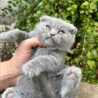 گربه تپلی و با اصالت اسکاتیش|گربه|آمل, |دیوار