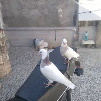 کبوتر جوجه طوقی|پرنده|گنبد کاووس, |دیوار