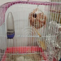 طوطی برزیلی مولد|پرنده|لامرد, |دیوار