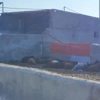 ۱۰۰۰متر دامداری|فروش دفتر صنعتی، کشاورزی، تجاری|نیشابور, مازول|دیوار