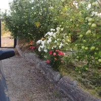 فروش-باغ-قطره-ای-دردیزبین