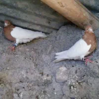 کله زرد و سیاه